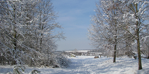 Ein verschneider Weg zwischen schneebedeckten Bäumen hindruch. 