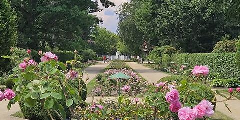 Auf dem Foto ist die Hauptsichtachse des Ostdeutschen Rosengartens zu sehen. Im Vordergrund blühen rosafarbene Rosen. Links und rechts säumen Bäume sowie eine Hainbuchenhecke den Weg. Im Hintergrund befindet sich der historische Eingang des Rosengartens.
