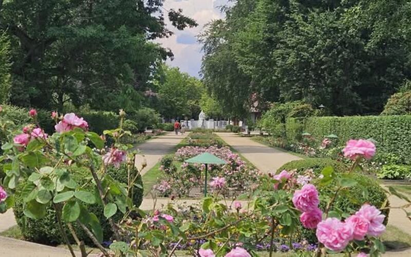 Auf dem Foto ist die Hauptsichtachse des Ostdeutschen Rosengartens zu sehen. Im Vordergrund blühen rosafarbene Rosen. Links und rechts säumen Bäume sowie eine Hainbuchenhecke den Weg. Im Hintergrund befindet sich der historische Eingang des Rosengartens.