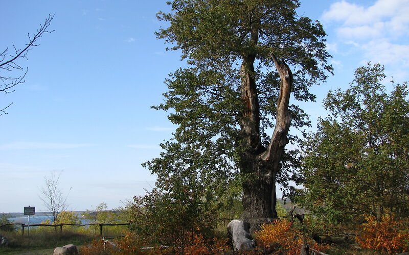 Rastplatz Alte Eiche am Klinger See im Herbst, vorn Sträucher mit buntem Laub