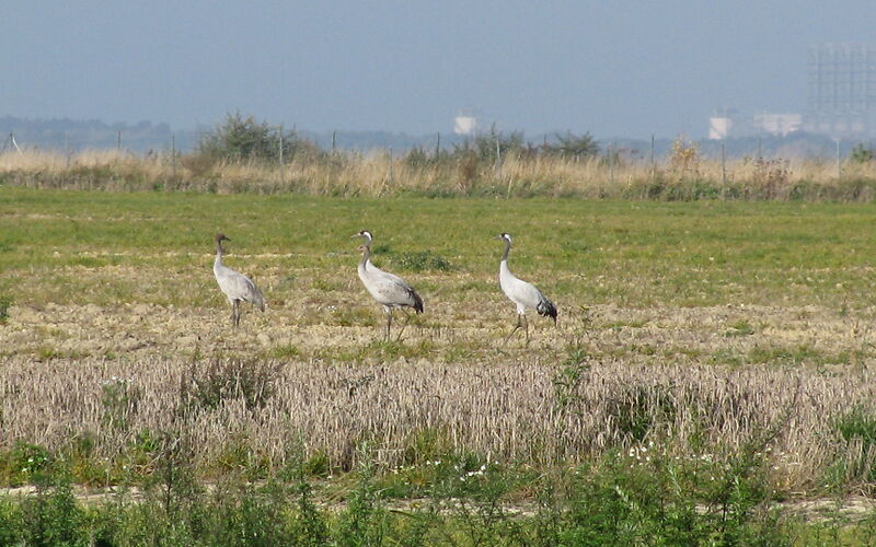 3 Kraniche auf dem Feld, im Hintergrund das Kraftwerk Jänschwalde