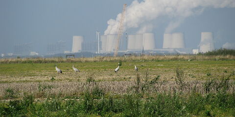 4 Kraniche auf dem Feld, im Hintergrund das Kraftwerk Jänschwalde und ein Baugerät zur Falldruckverdichtung