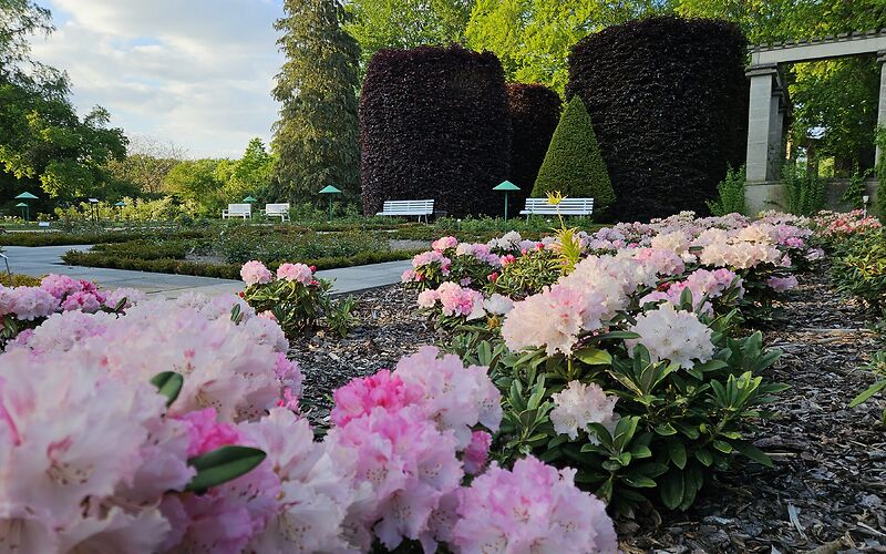 Auf dem Foto ist der Teschendorffgarten im Ostdeutschen Rosengarten zu sehen. Im Vordergrund blühen rosafarbene Rhododendren. Im Hintergrund stehen zwei große, rund gewachsene Rotbuchen.