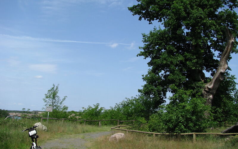rechts im Bild ist eine große Eiche, um die ein Holzzaun herum geht. Neben der Eiche befindet eine Wiese, auf der links euin Fahrrad steht. 