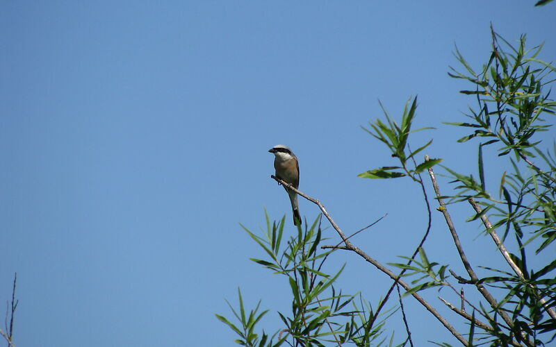 Auf dem Ende eines nach oben stehenden Astes sitzt ein Neuntöter (kleiner Vogel)