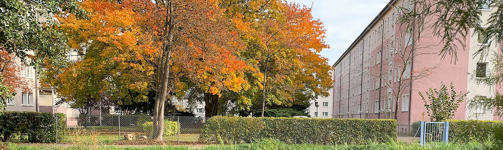 Baum mit herbstlich bunt geschmückten Blättern, rechts daneben ein Wohngebäude - Giebelansicht