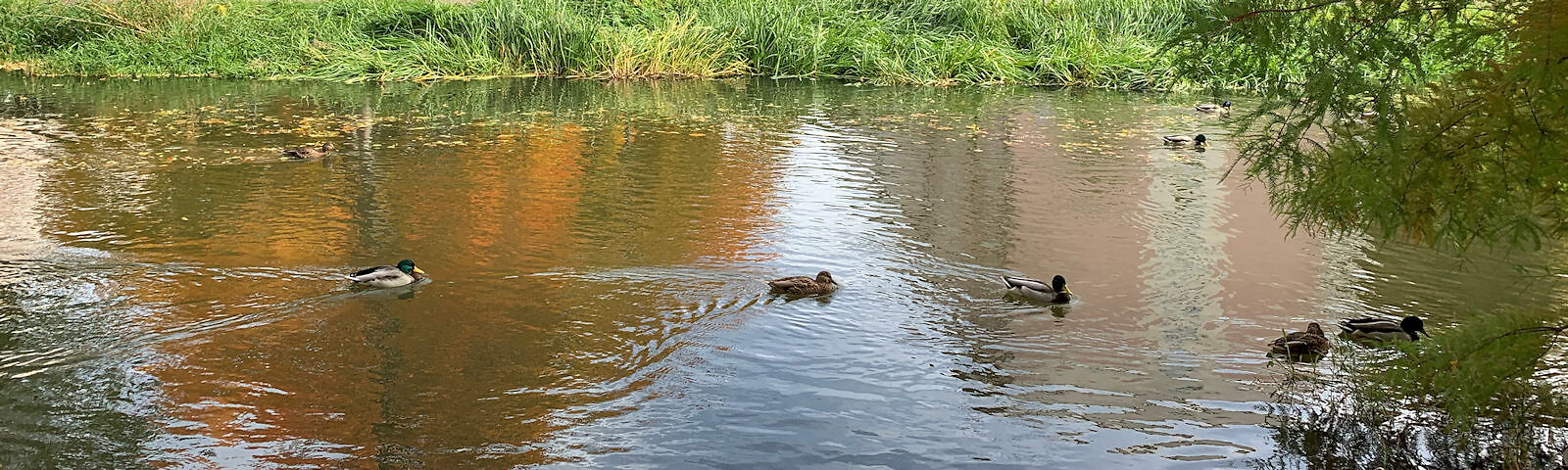 Auf dem Mühlgraben schwimmen Entenfamilien. Im Wasser spiegelt sich ein herbstlich gefärbter Baum.