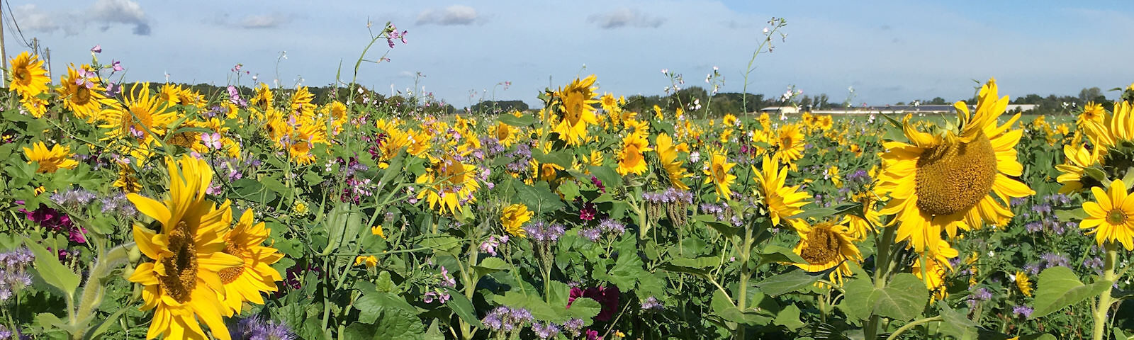 Blühstreifen in der Herbstsonne, gelb blühende Sonnenblumen, blauer Himmel 