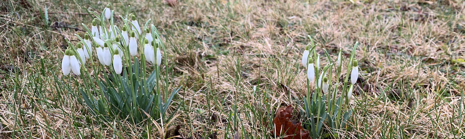 Schneeglöckchenauf, kleine grüne schlanke Blätter mit aufrechtstehenden geschlossenen schlanken hängenden weißen Blüten auf einer Wiese