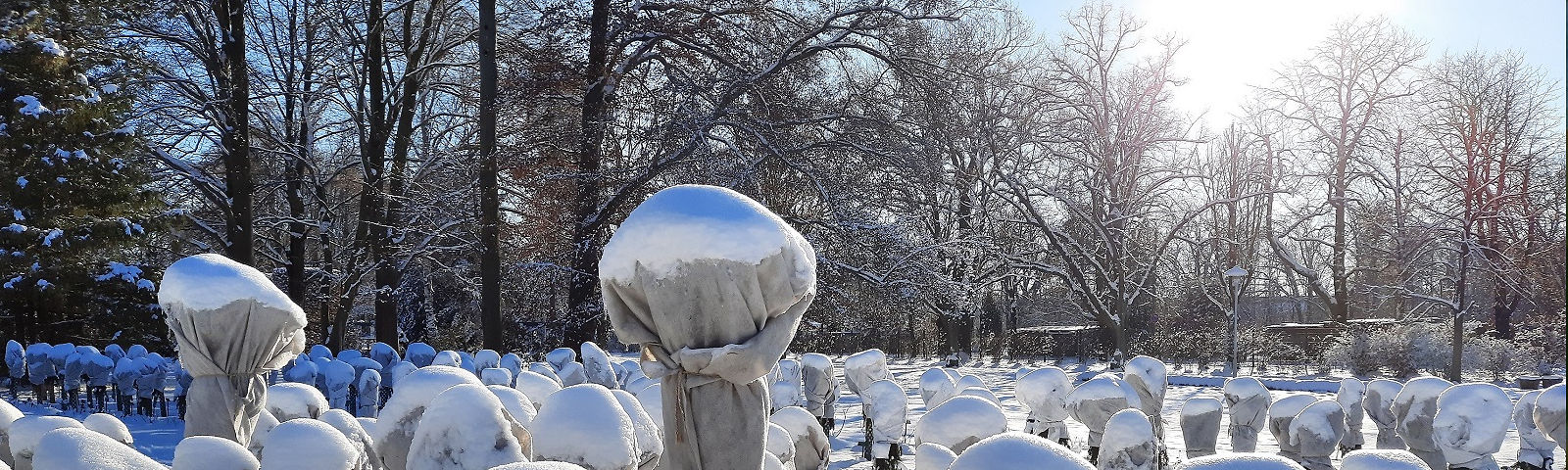 Mit schneebedeckte eingepackte Stammrosen glitzern im Wintersonnenlicht