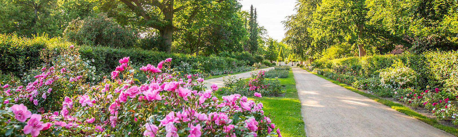 Blick von weitem auf den Eingang des Rosengartens, vorn rechts blüht ein pinker Rosenstrauch, links und rechts davon führen Sandwege an weiteren Rosenbeeten vorbei. An den Seiten stehen Bäume und hinter einem Baum scheint die Sonne.