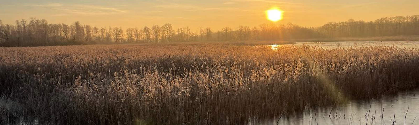 Ein Teich, der nur noch sehr wenig Wasser hat und großflächig mit Schilf bewachsen ist. Im Hintergrund stehen Bäume in einer Reihe am Horizont. Der Himmel ist bewölkt und hinter den Bäumen ist der Himmel durch den Sonnaufgang gelb.