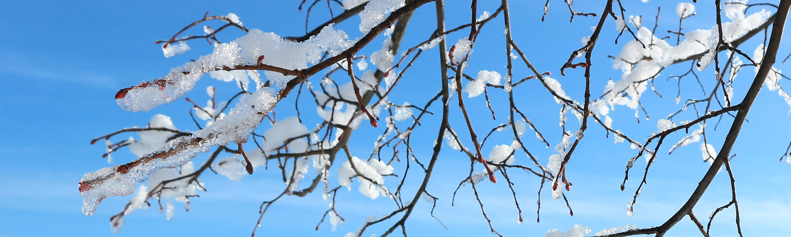 mit Schnee bedeckte Äste eines Baumes vor strahlend blauem Himmel