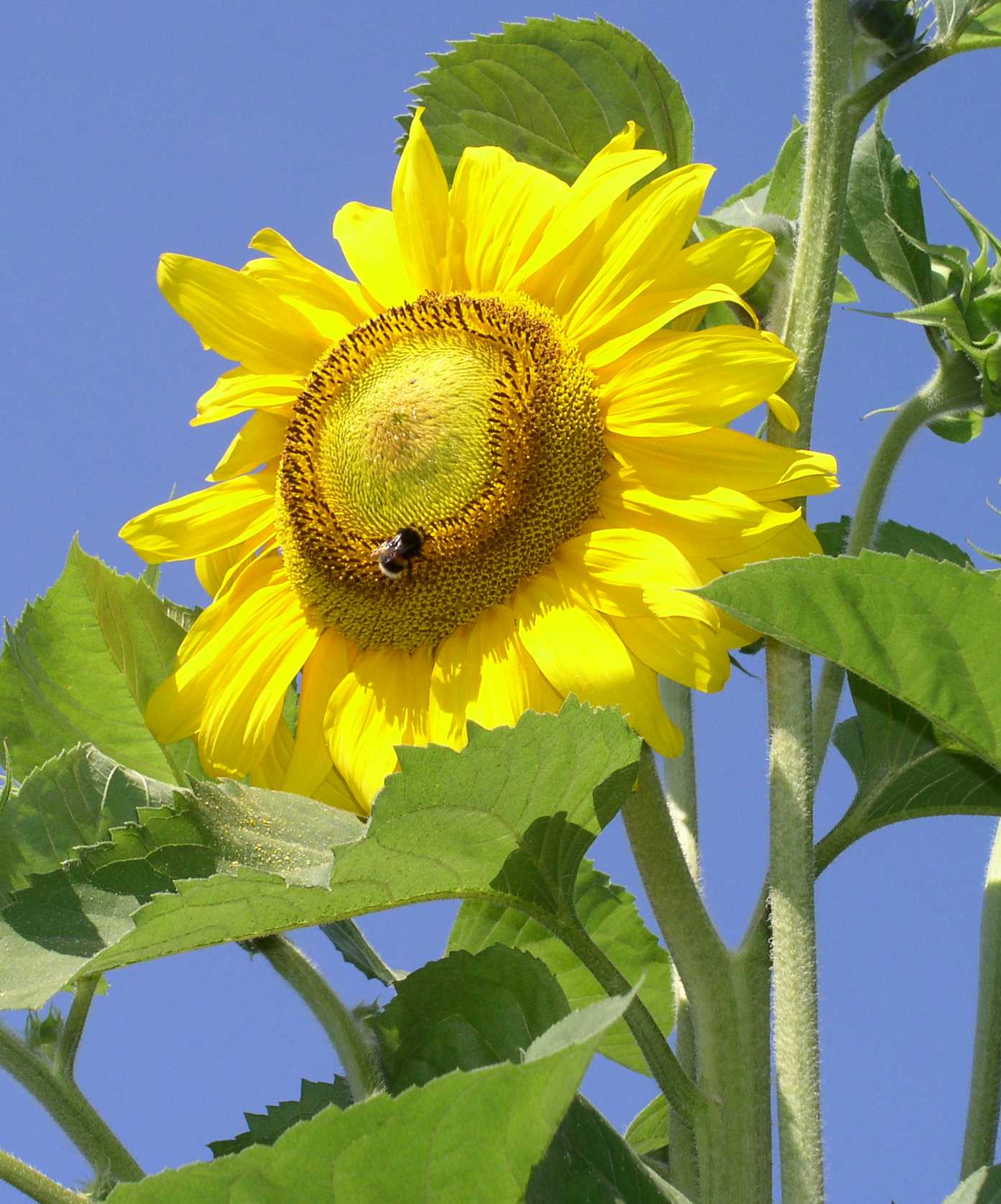 Sonnenblume Sonnenblume